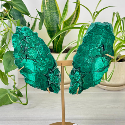 Malachite Lungs