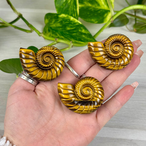 Tiger's Eye Ammonite Carving
