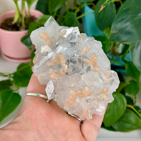 Apophyllite Cluster