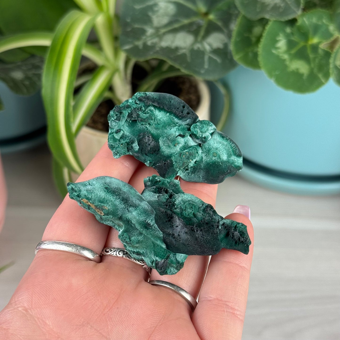 Velvet Malachite