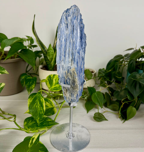 Kyanite Cluster (W/ Custom Stand)