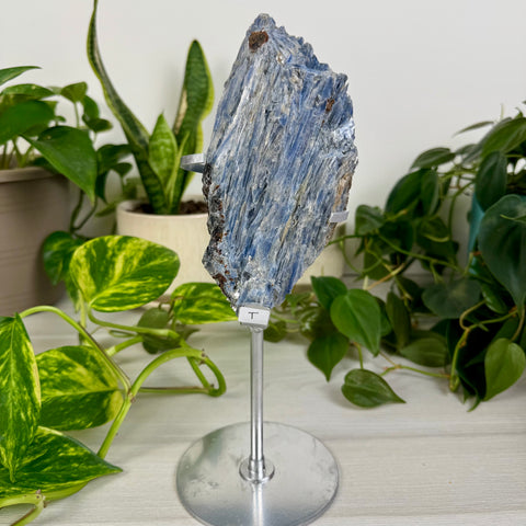 Kyanite Cluster (W/ Custom Stand)