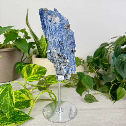 Kyanite Cluster (W/ Custom Stand)