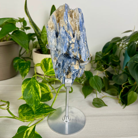 Kyanite Cluster (W/ Custom Stand)