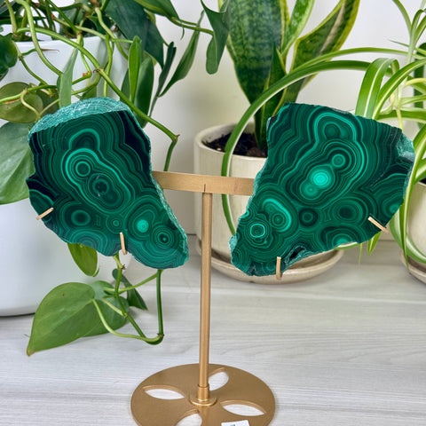 Malachite Lungs