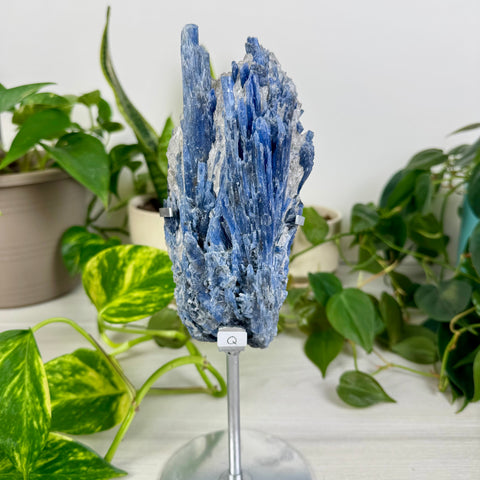 Kyanite Cluster (W/ Custom Stand)