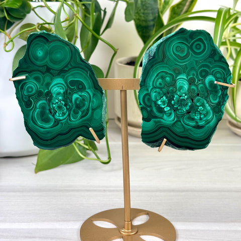 Malachite Lungs