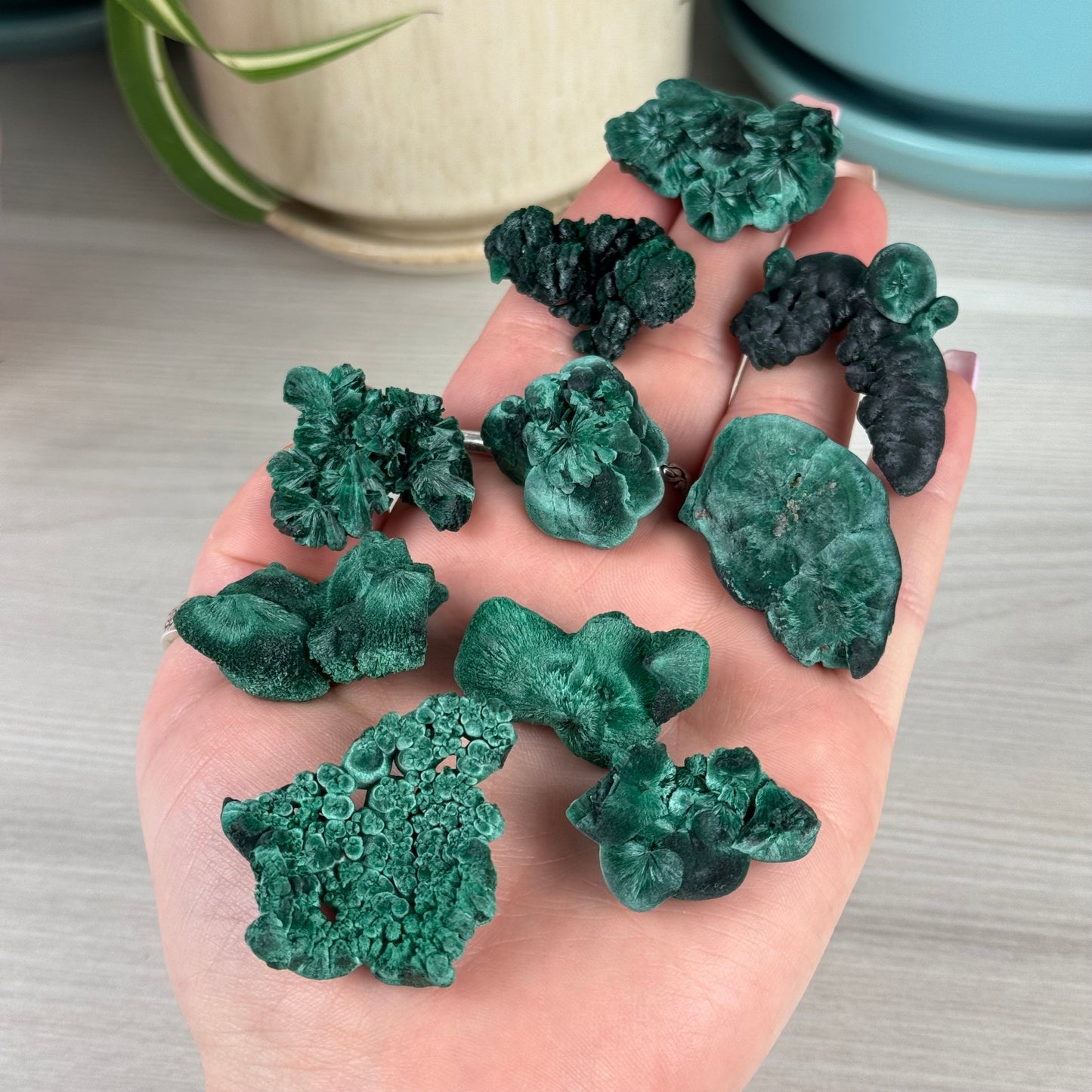 Velvet Malachite
