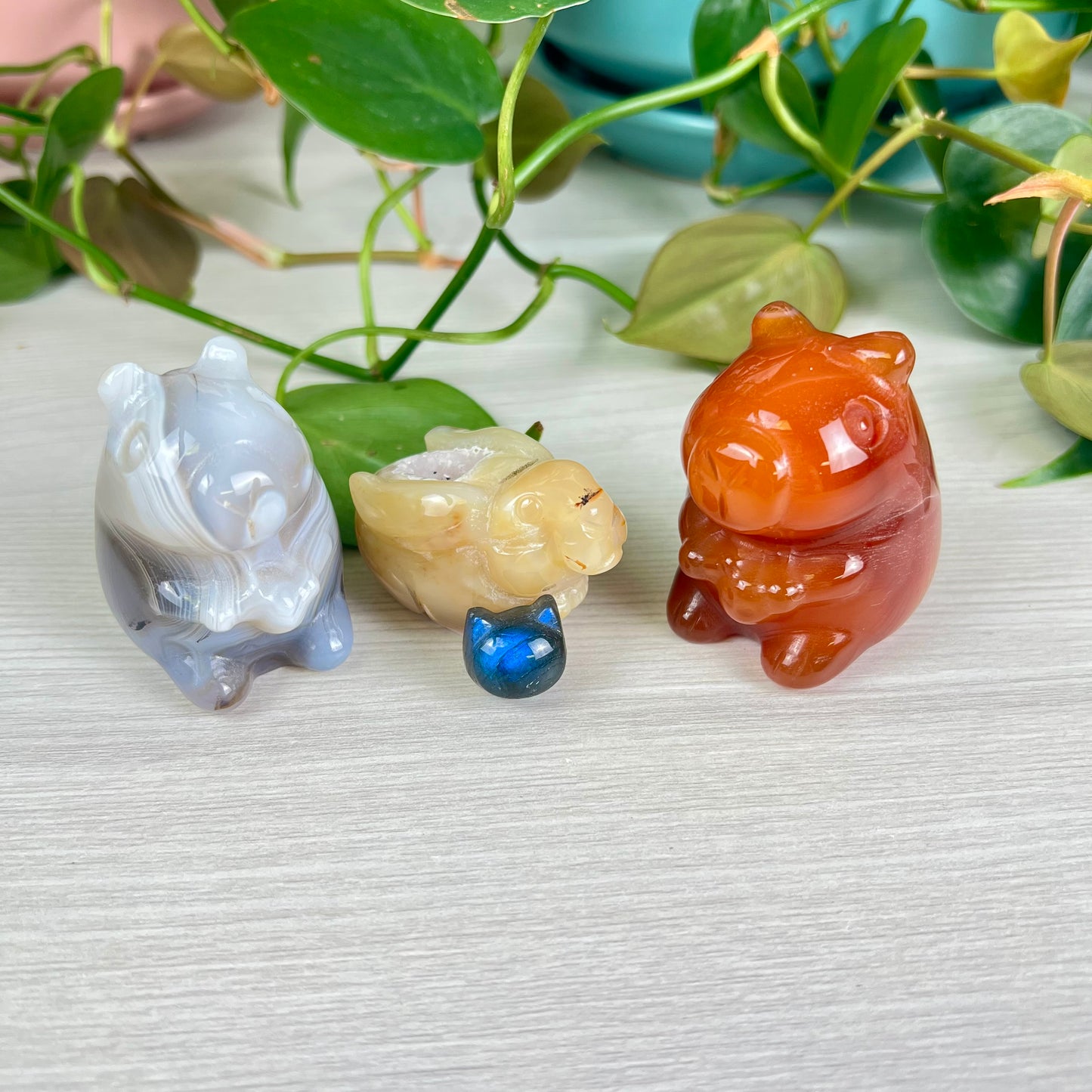 Crystal Pet Bundle