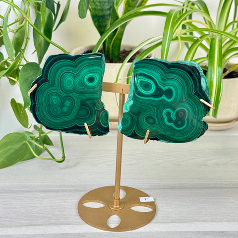 Malachite Lungs