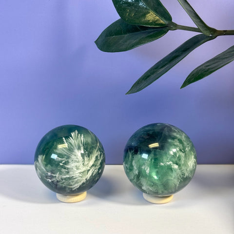 Two green Feather Fluorite spheres with white feather-like inclusions on wooden stands, against a purple wall.