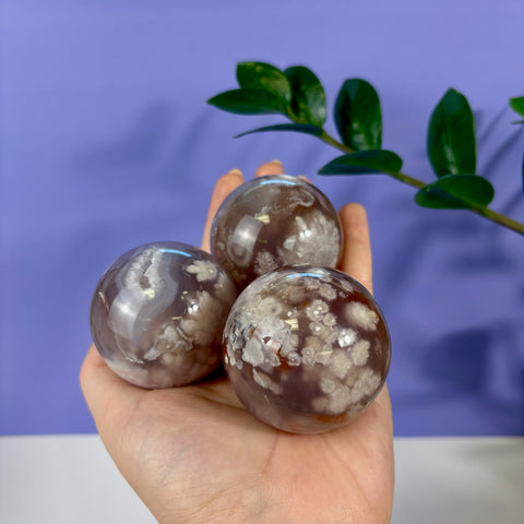 Three polished flower agate spheres with white floral inclusions held in a palm against a purple background.