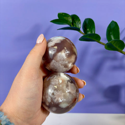Hand holding two polished flower agate spheres with brown and white floral inclusions against a purple background.