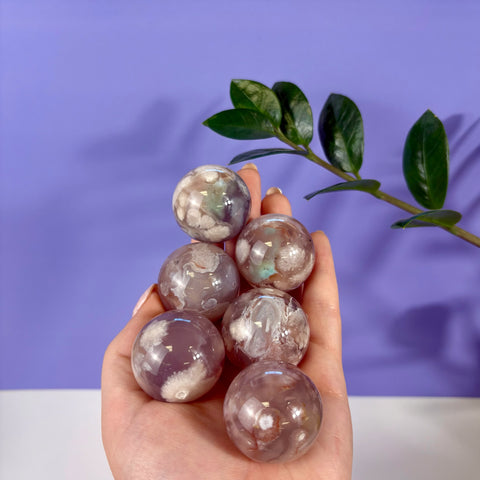 Hand holding five polished flower agate spheres with white floral inclusions against a purple background.