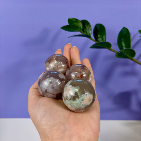 Hand holding four polished flower agate spheres with unique white floral inclusions against a purple background.