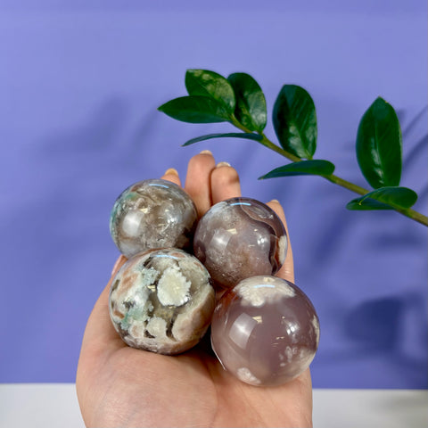 Four polished flower agate spheres with white floral inclusions held in a hand against a purple background.