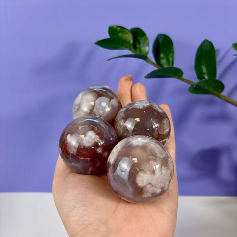 Four polished flower agate spheres with deep brown tones and white floral inclusions held in a palm.