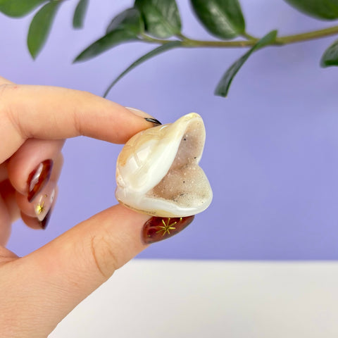 Small, polished druzy agate carved into a cream-colored turtle shell held between fingers.