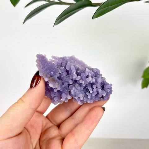 Hand holding a vibrant purple grape agate crystal cluster with small, rounded botryoidal formations.