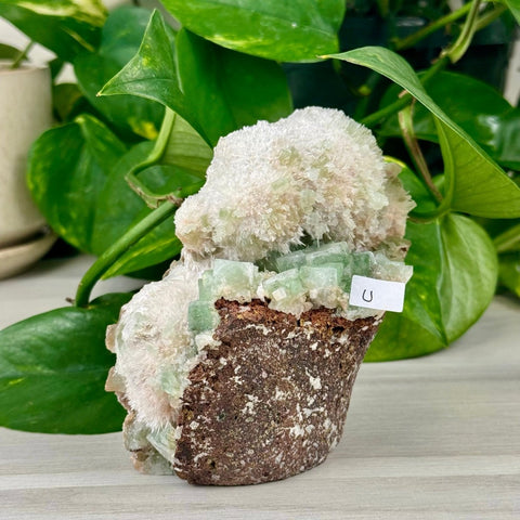 Green Tea Apophyllite U 21 - Kenna's Crystals from TikTok