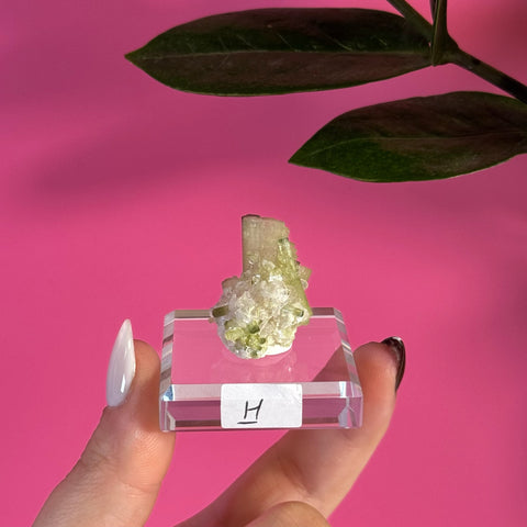Small green tourmaline specimen on clear stand, held by fingers, with pink background.