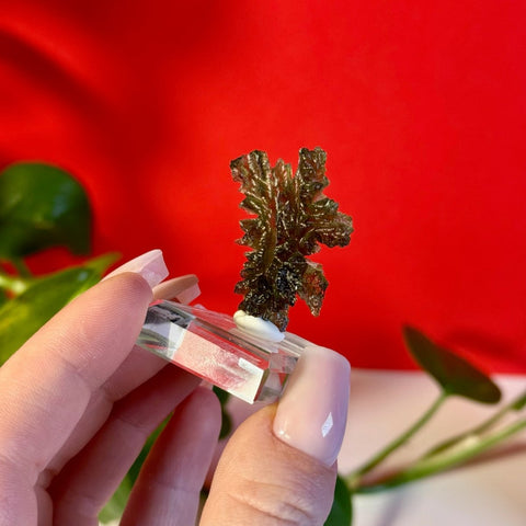 Moldavite Hedgehog B 4 - Kenna's Crystals from TikTok