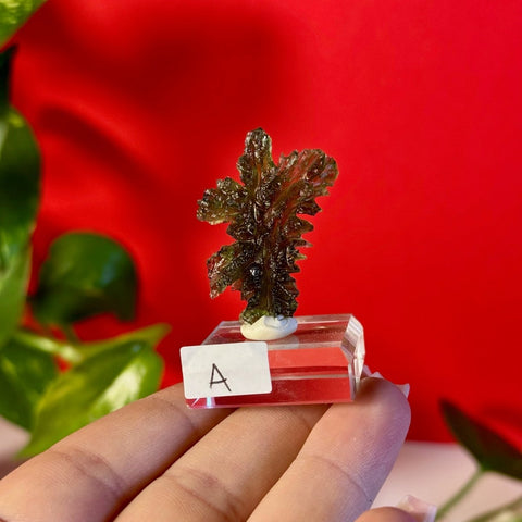 Moldavite Hedgehog B 5 - Kenna's Crystals from TikTok