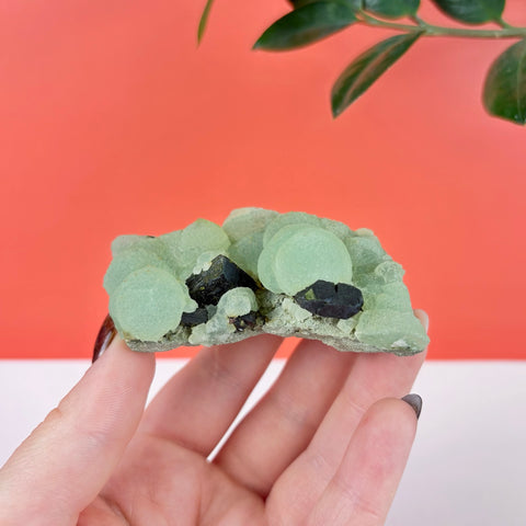 Hand holding a botryoidal light green prehnite cluster with dark black epidote crystals against a red and white background.