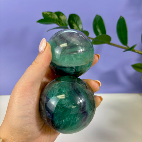 Hand holding two polished phantom fluorite spheres with vibrant green and purple layered bands against a purple background.