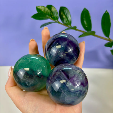 Hand holding three polished phantom fluorite spheres with vibrant green and deep purple layered mineral patterns.