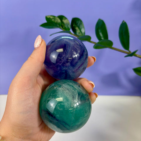 Hand holding two polished phantom fluorite spheres in vibrant purple and green tones against a purple background.