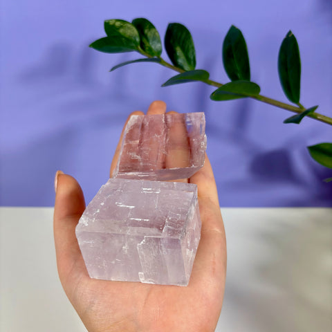 Hand holding two translucent, pale purple optical calcite prisms with a cubic shape against a lavender background.