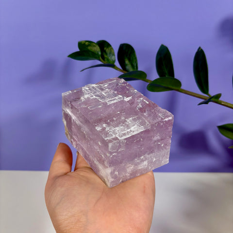 Hand holding a translucent purple optical calcite prism with natural crystalline textures against a purple background.