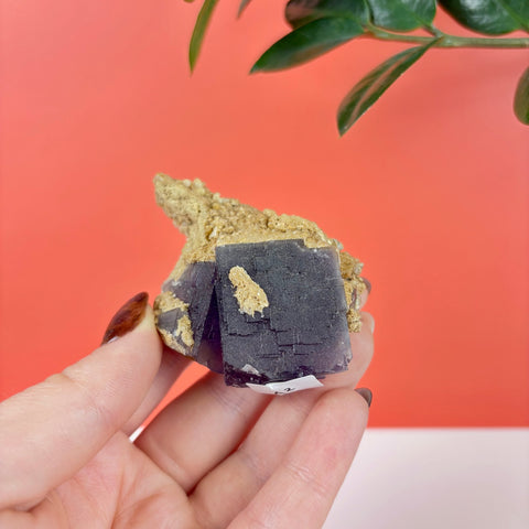 Deep purple cubic fluorite crystal specimen with a textured, tan mineral matrix held in a hand.