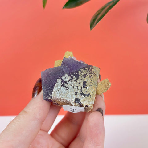 Hand holding a raw purple prism fluorite crystal with textured tan mineral matrix and a small B2 identification tag.