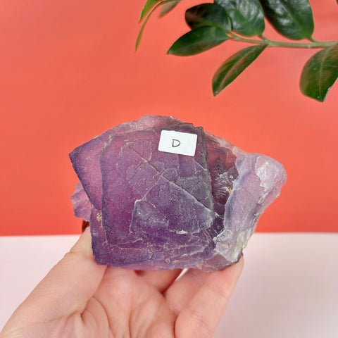 Handheld purple prism fluorite crystal cluster with geometric cubic formations and a white D label.