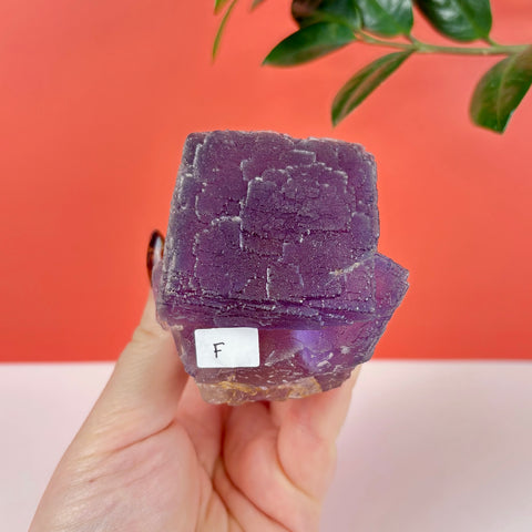 Handheld deep purple fluorite crystal cube with a textured surface and an identification label marked F.