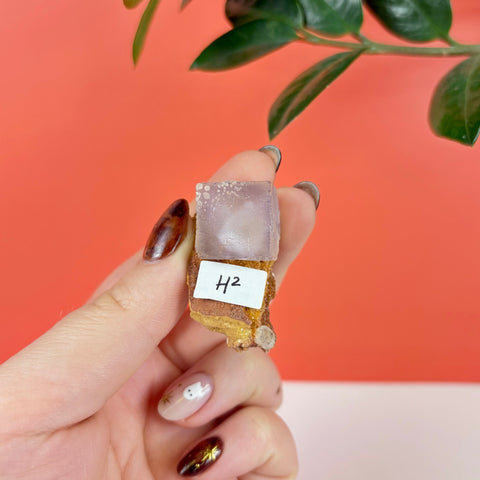 Small purple prism fluorite crystal cube on a brown matrix base held in hand against a coral background.