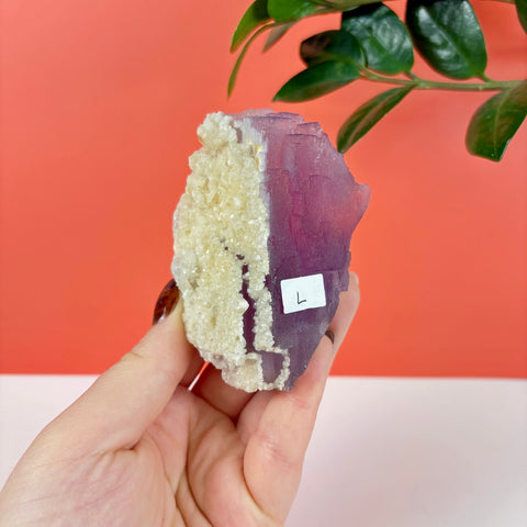 Hand holding a deep purple prism fluorite crystal specimen with a textured, cream-colored mineral crust.