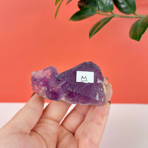Hand holding a raw, deep purple prism fluorite crystal cluster with a small white label against a coral background.