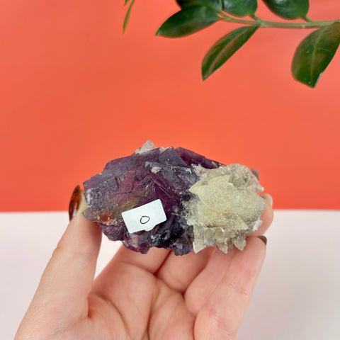 Hand holding a deep purple cubic fluorite crystal cluster with contrasting pale, textured mineral formations.