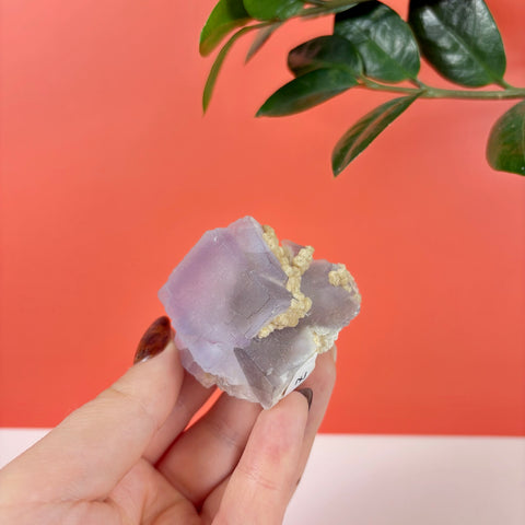 Hand holding a translucent purple prism fluorite crystal with textured beige mineral inclusions against a coral background.