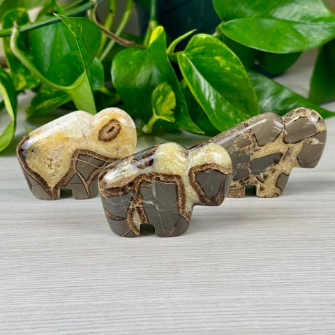 Septarian Bison Medium 1 - Kenna's Crystals from TikTok