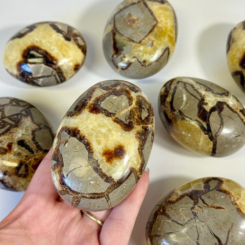 Septarian Palm Stone 22 3 - Kenna's Crystals from TikTok