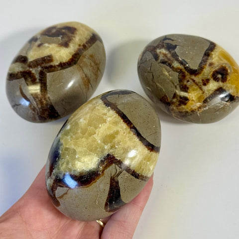 Septarian Palm Stone 33 4 - Kenna's Crystals from TikTok