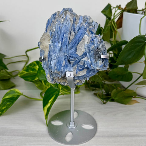 Statement Kyanite Cluster with Custom Stand H 8 - Kenna's Crystals from TikTok