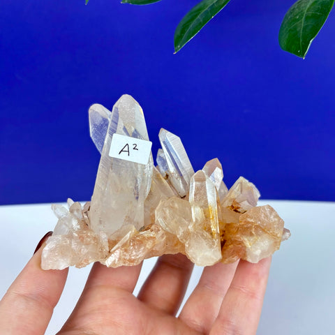 Clear Himalayan quartz crystal cluster with golden iron inclusions held in a hand against a blue background.