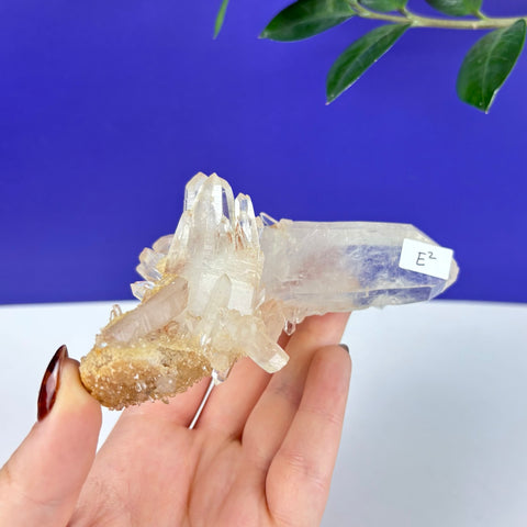 Hand holding a clear Himalayan quartz crystal cluster with a textured, golden-brown base against a blue background.