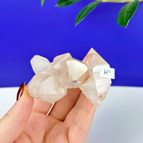 Handheld Underworld Himalayan quartz cluster with clear, pointed crystalline structures against a blue background.
