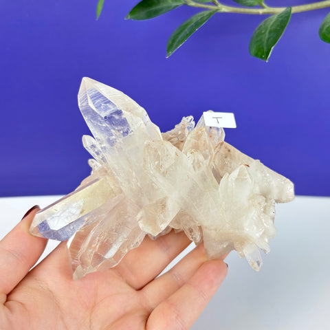 Handheld Underworld Himalayan quartz crystal cluster with clear, sharp points against a blue background.